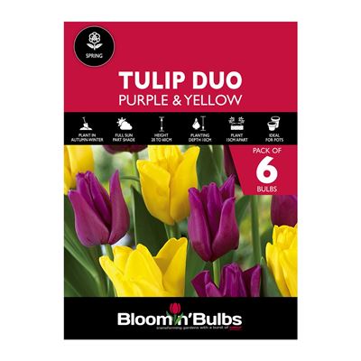 Picture of TULIP DUO - Purple & Yellow  6pk