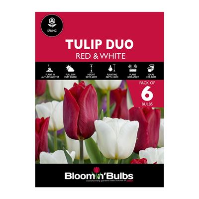 Picture of TULIP DUO RED & WHITE 6PK