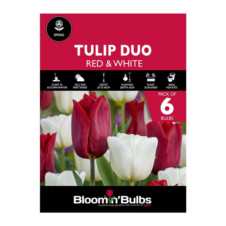 Picture of TULIP DUO RED & WHITE 6PK
