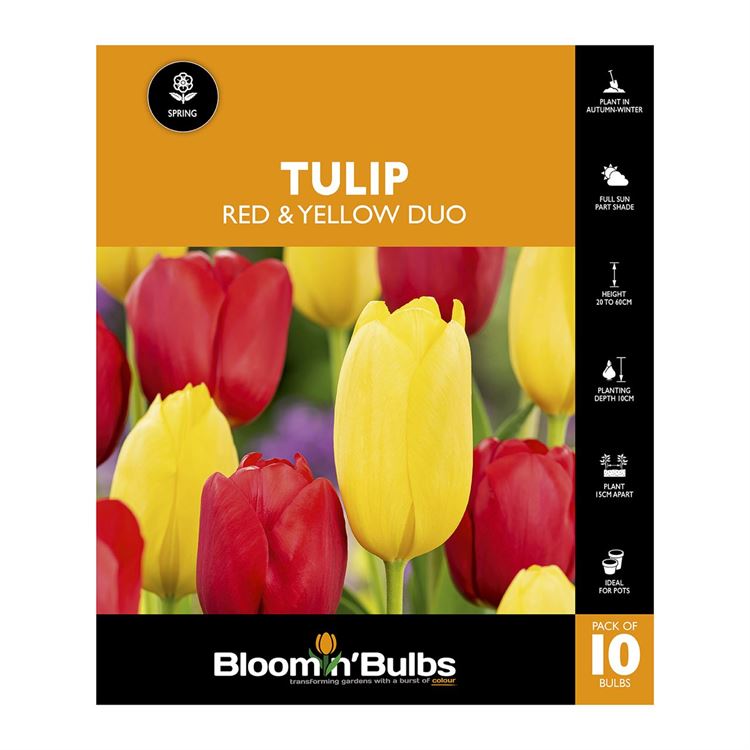 Picture of TULIP DUO RED AND YELLOW 10pk
