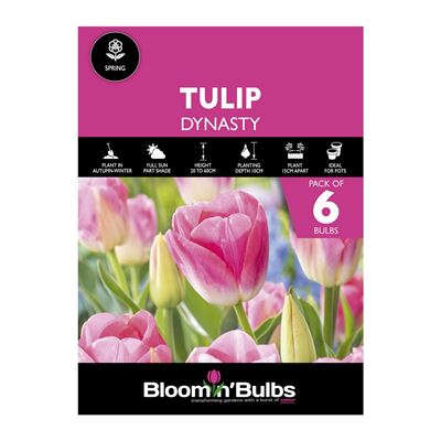 Picture of TULIP DYNASTY 6pk