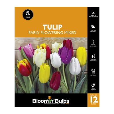 Picture of TULIP EARLY FLOWERING MIXED 12PK