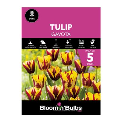 Picture of TULIP GAVOTA 5pk