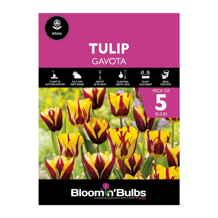 Picture of TULIP GAVOTA 5pk