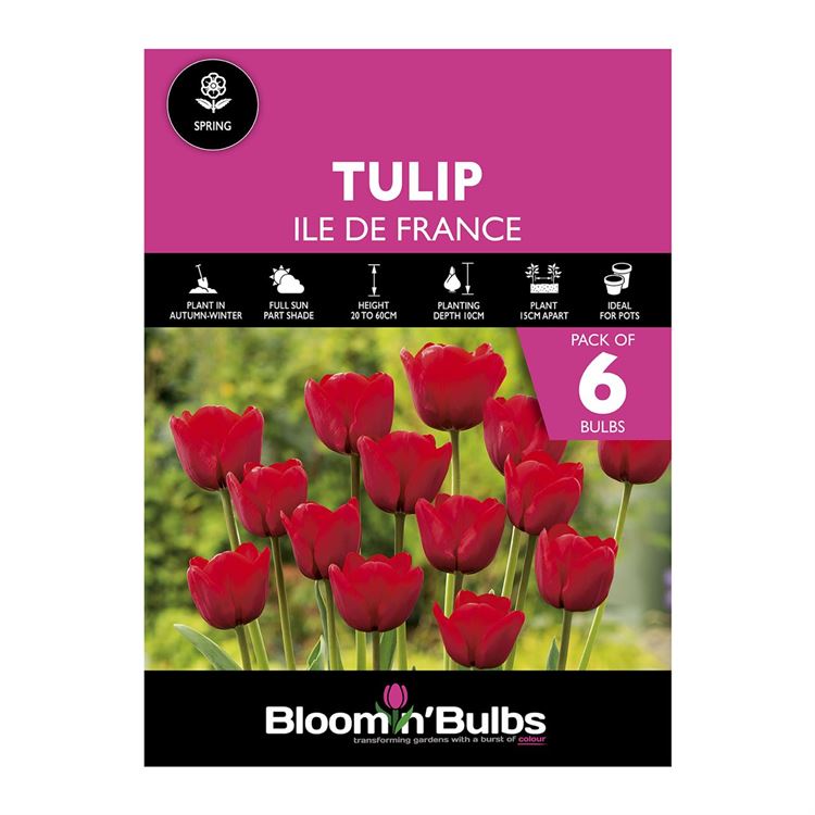 Picture of TULIP ILE DE FRANCE 6PK