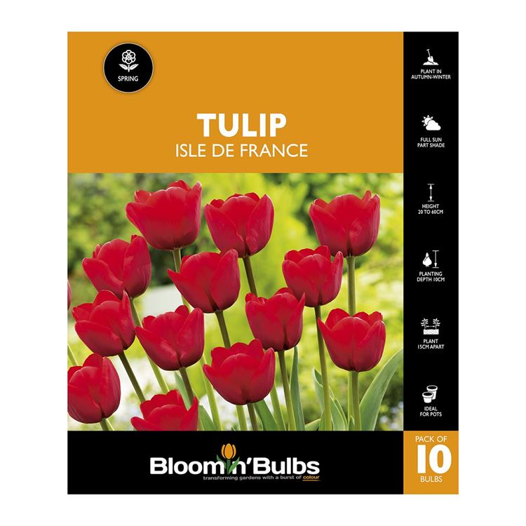 Picture of TULIP ISLE DE FRANCE 10PK