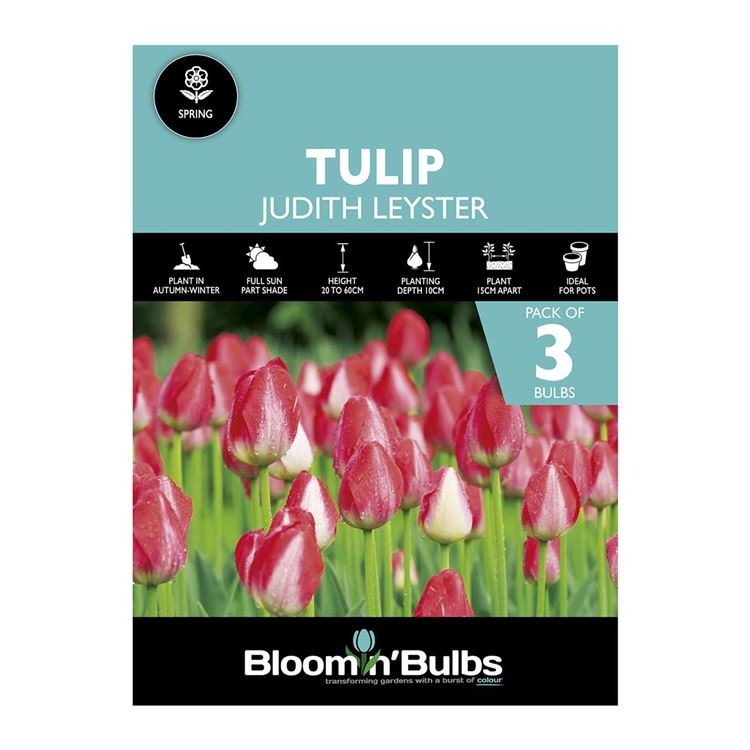 Picture of TULIP JUDITH LEYSTER 3pk