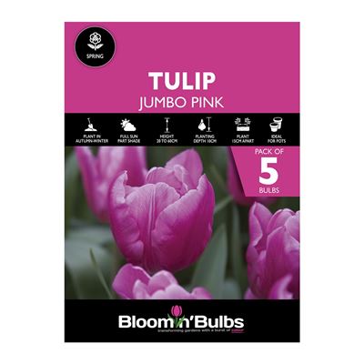 Picture of TULIP JUMBO PINK 5pk
