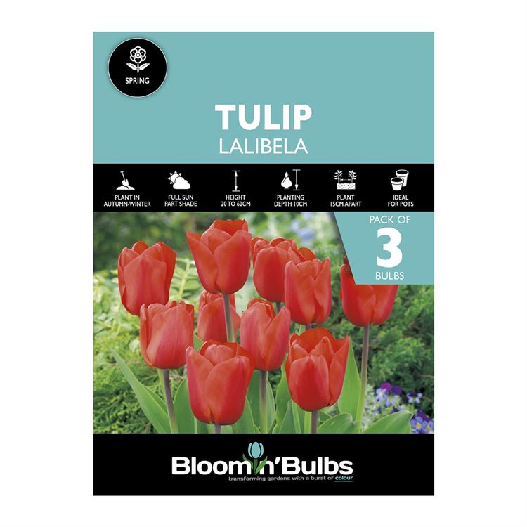 Picture of TULIP LALIBELA 3pk