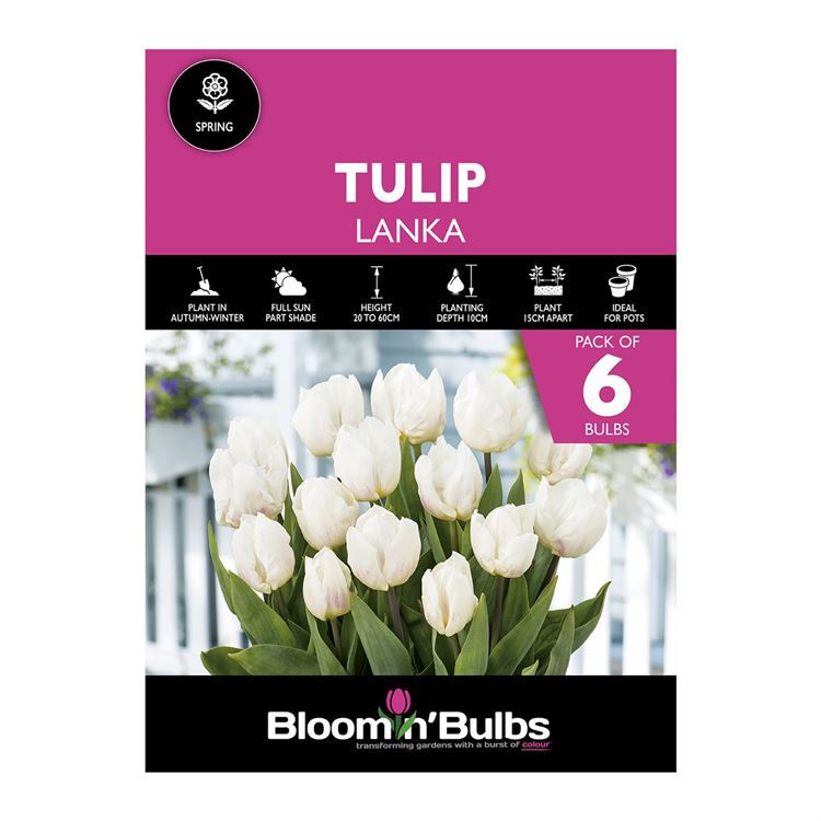 Picture of TULIP LANKA 6pk