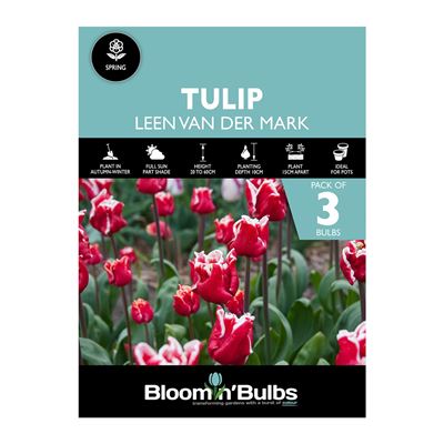 Picture of TULIP LEEN VAN DER MARK 3pk