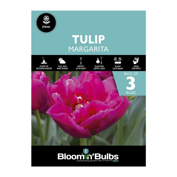 Picture of TULIP MARGARITA 3pk