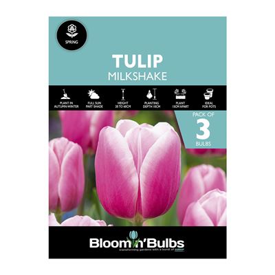 Picture of TULIP MILKSHAKE 3PK
