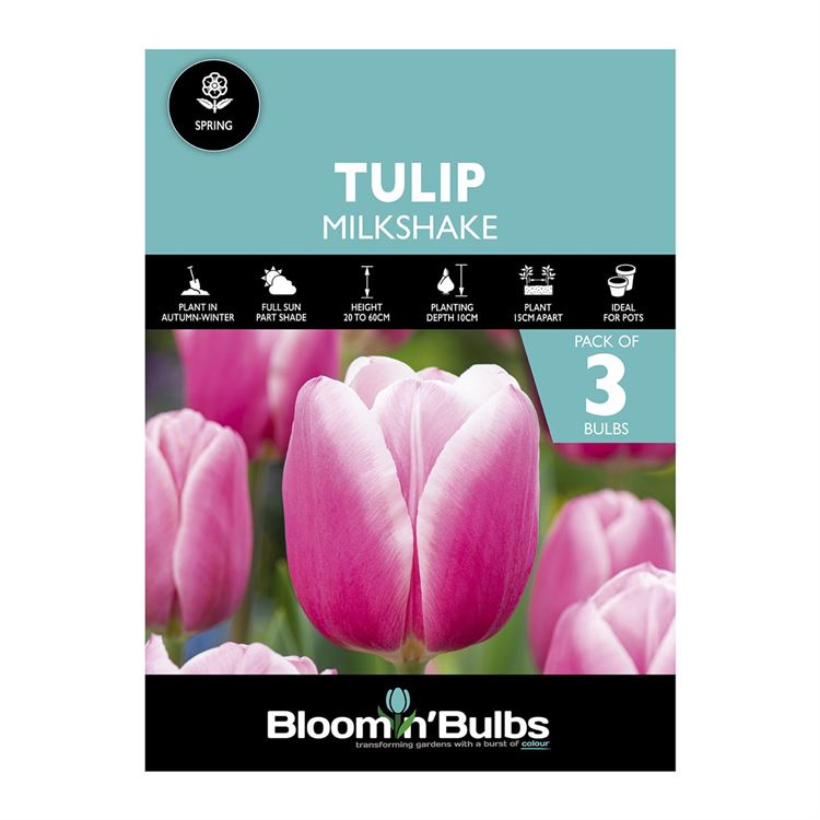 Picture of TULIP MILKSHAKE 3PK