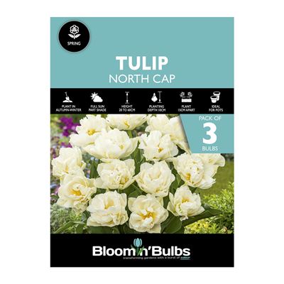 Picture of TULIP NORTH CAP 3PK