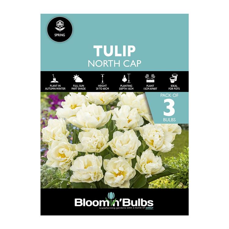 Picture of TULIP NORTH CAP 3PK