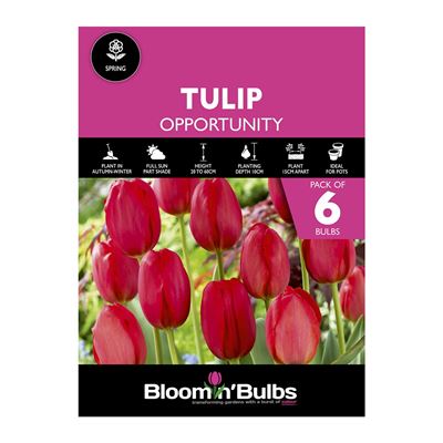 Picture of TULIP OPPORTUNITY 6pk