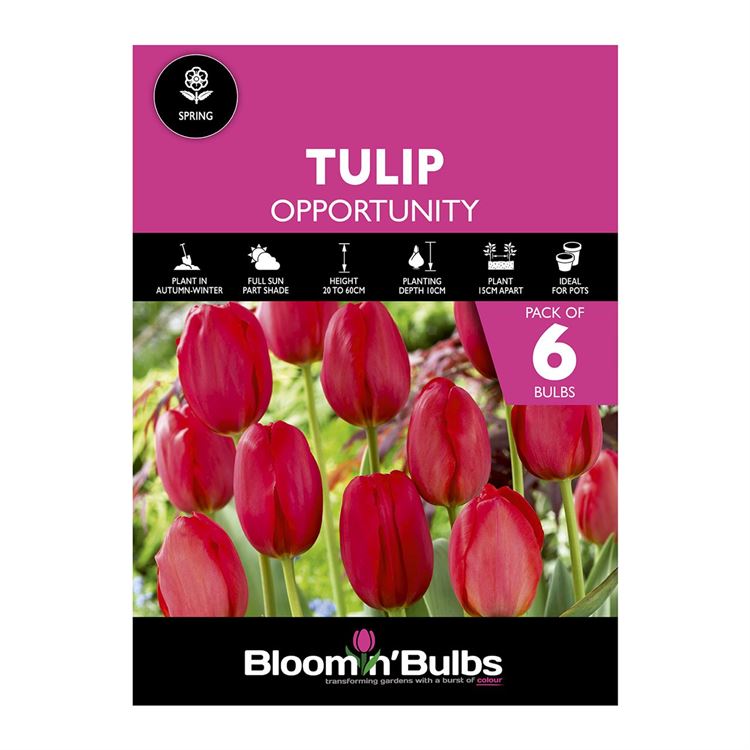 Picture of TULIP OPPORTUNITY 6pk