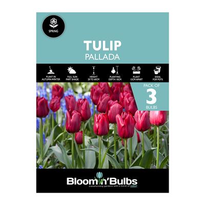 Picture of TULIP PALLADA 3pk