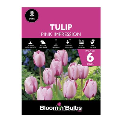 Picture of TULIP PINK IMPRESSION 6pk