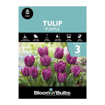 Picture of TULIP PURPLE 3pk