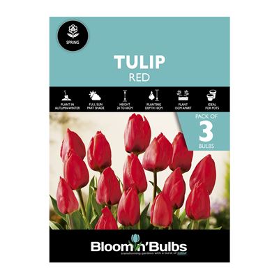 Picture of TULIP RED 3pk