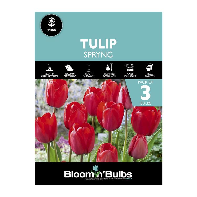 Picture of TULIP SPRYNG 3pk