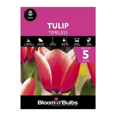 Picture of TULIP TIMELESS 5pk