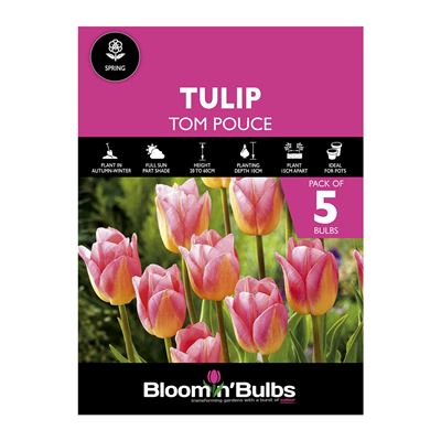 Picture of TULIP TOM POUCE 5pk