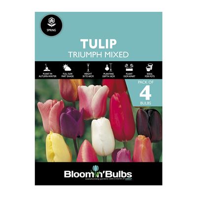 Picture of TULIP TRIUMPH MIXED 4pk