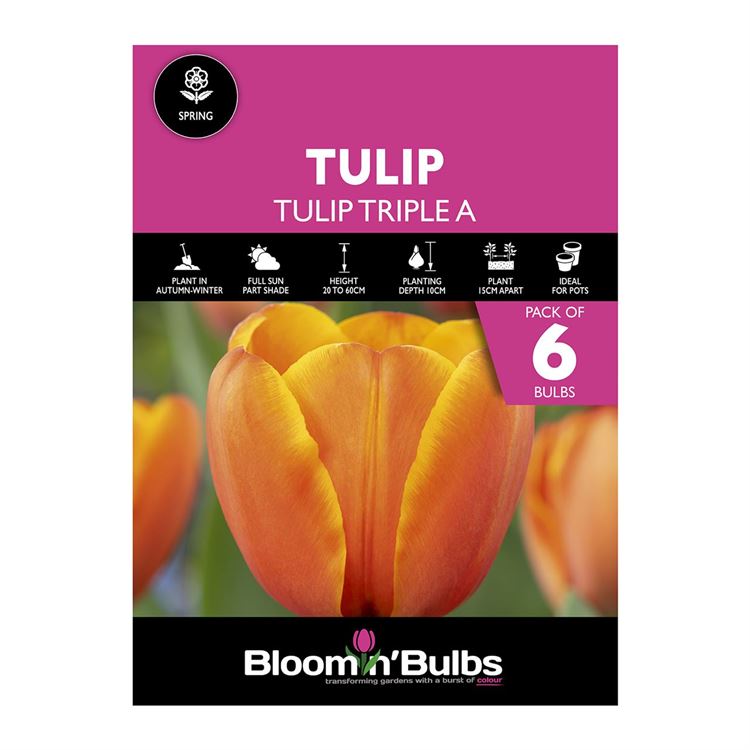 Picture of TULIP TRIPLE A 6PK