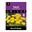 Picture of TULIP VEDI NAPOLI 4pk