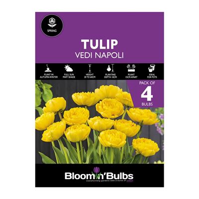 Picture of TULIP VEDI NAPOLI 4pk
