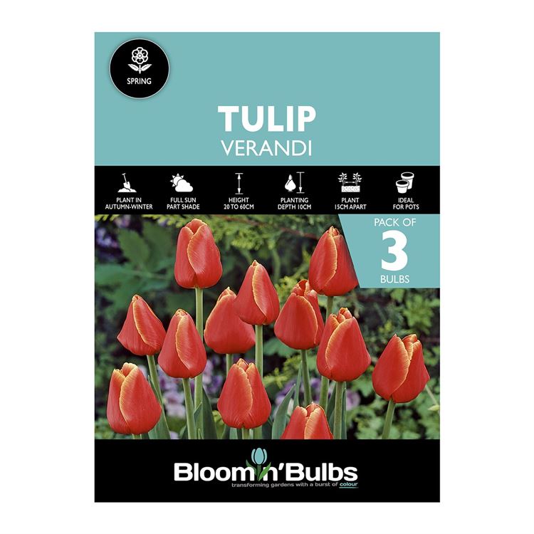 Picture of TULIP VERANDI 3pk