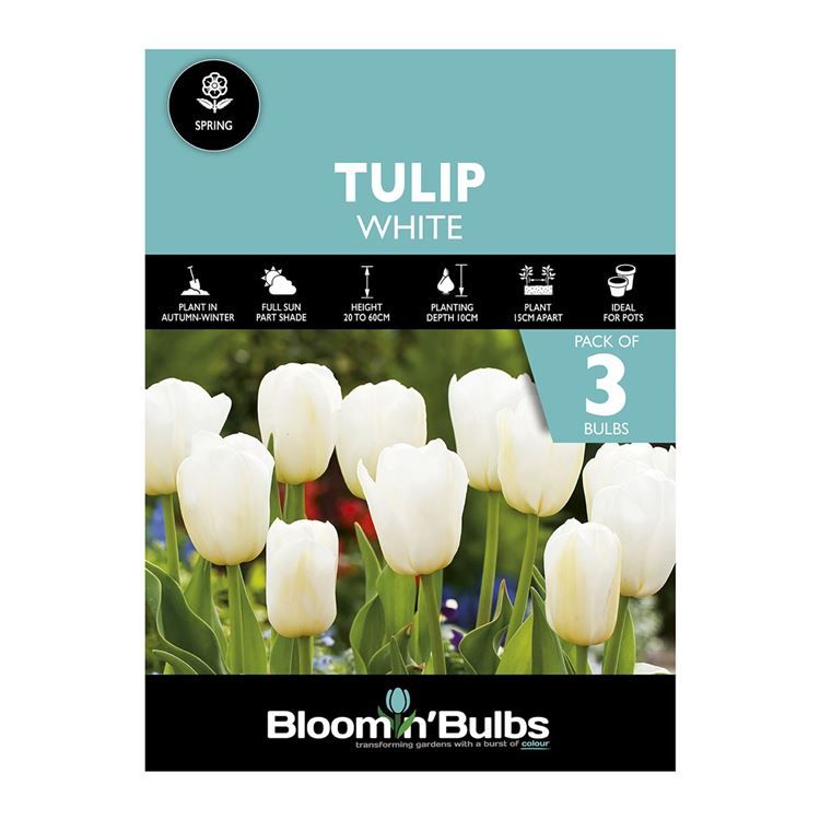 Picture of TULIP WHITE 3pk
