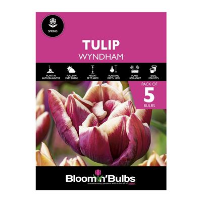 Picture of TULIP WYNDHAM 5pk