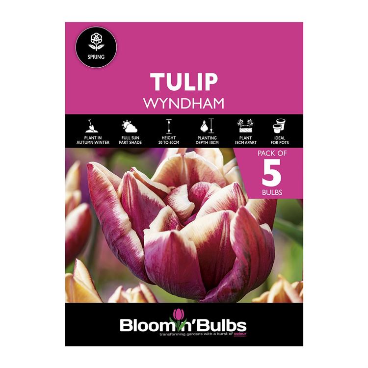 Picture of TULIP WYNDHAM 5pk