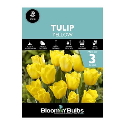 Picture of TULIP YELLOW 3pk
